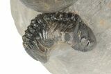 Crotalocephalina Trilobite With Reedops - Atchana, Morocco #191825-7